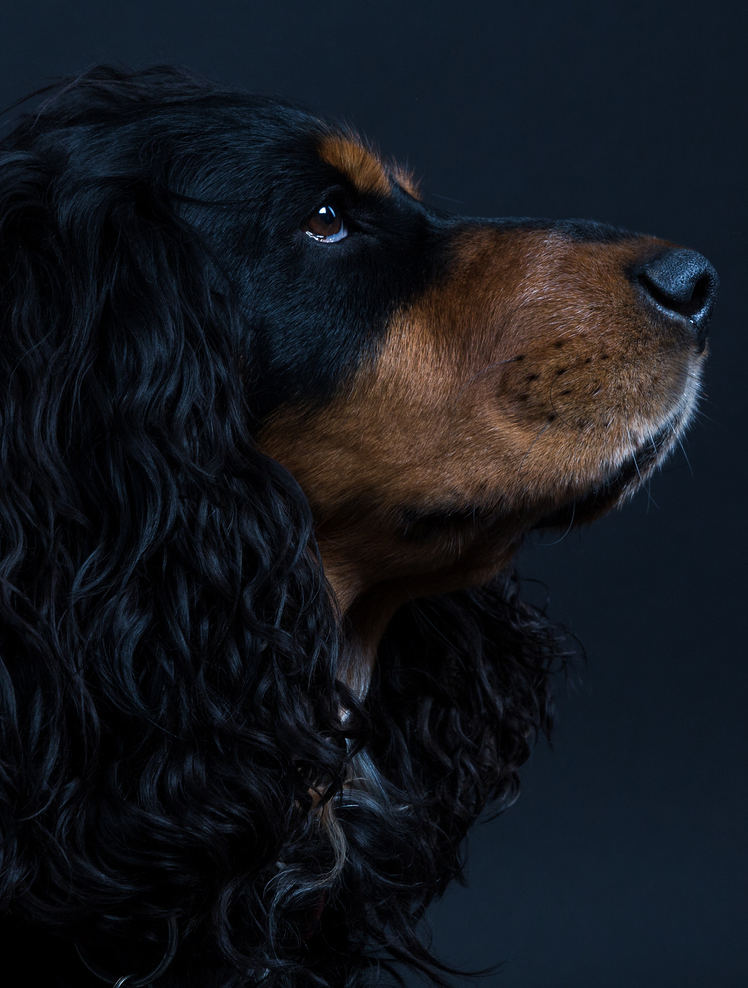 portrait of a dog against a black background